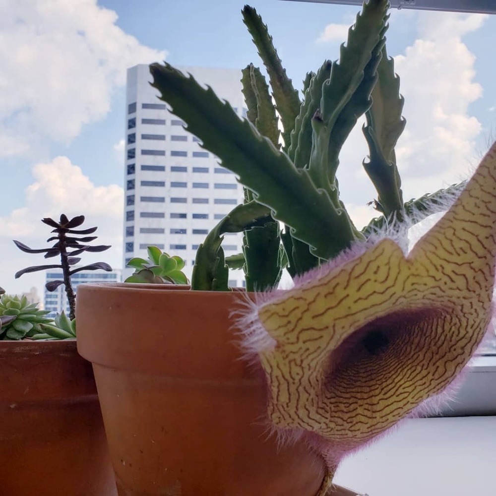 Stepelia Gigantea aka Starfish Succulent plant